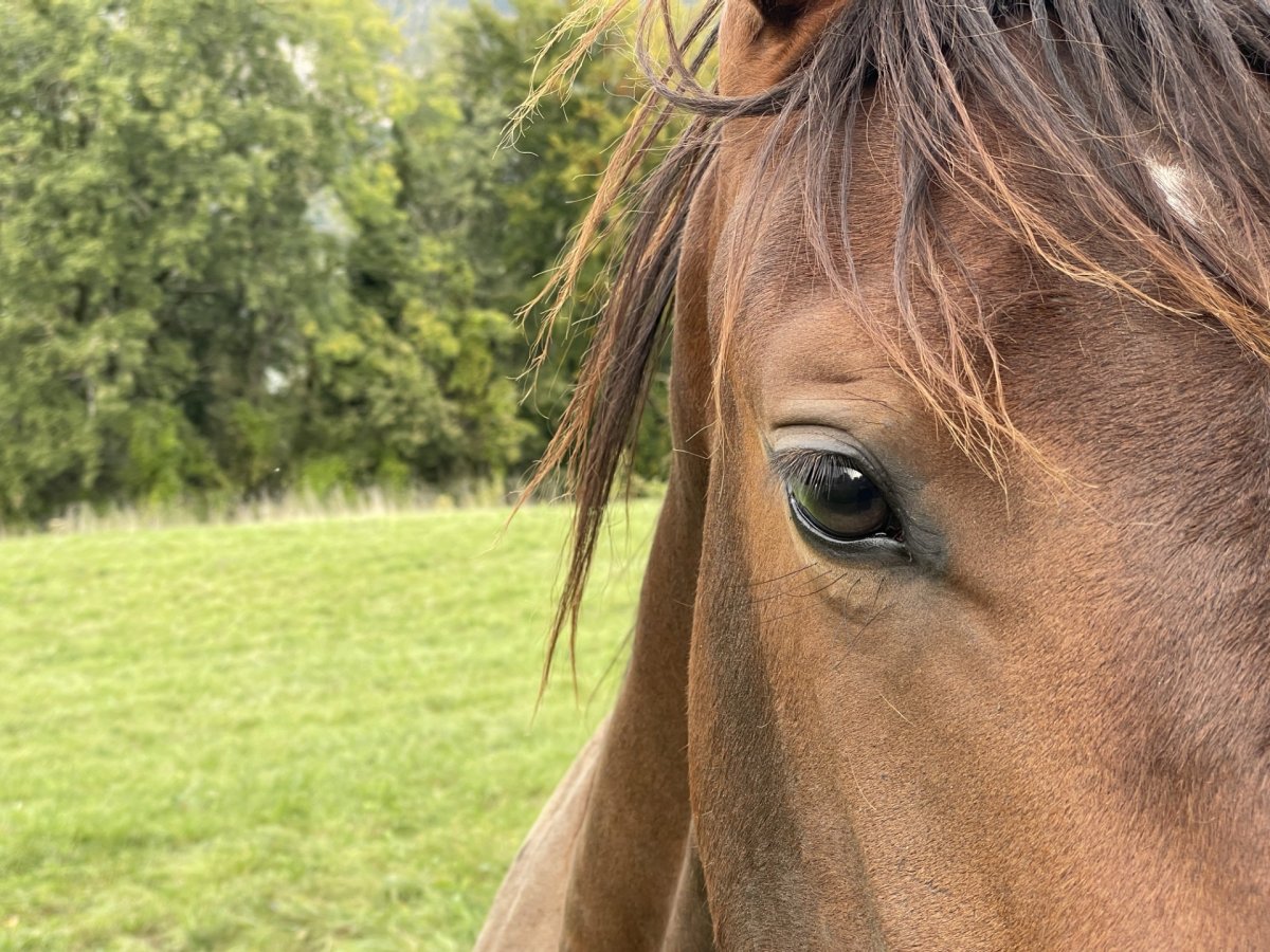 La Ferme de Trainant